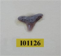 藏品(魚齒)的圖片